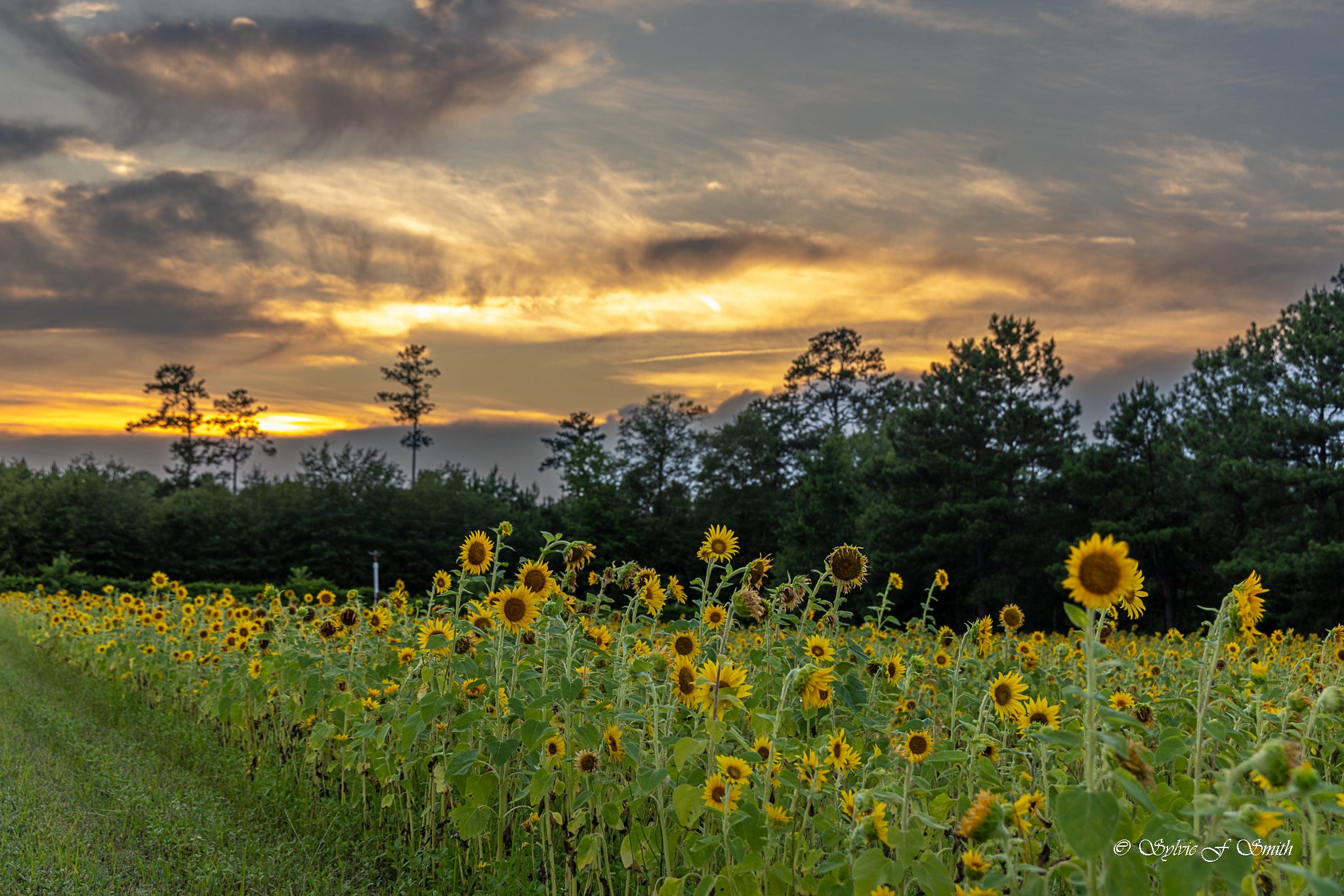 Ridgeway Family Farm of Blythewood, SC Sylvie's Adventures
