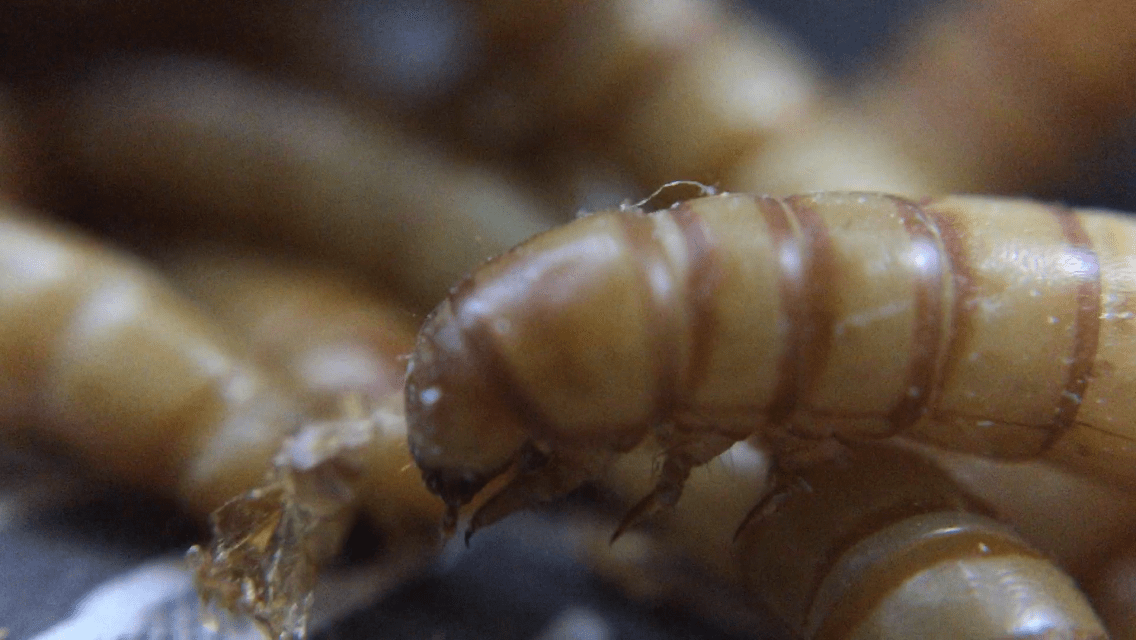 Mealworms!! Symbi Biological