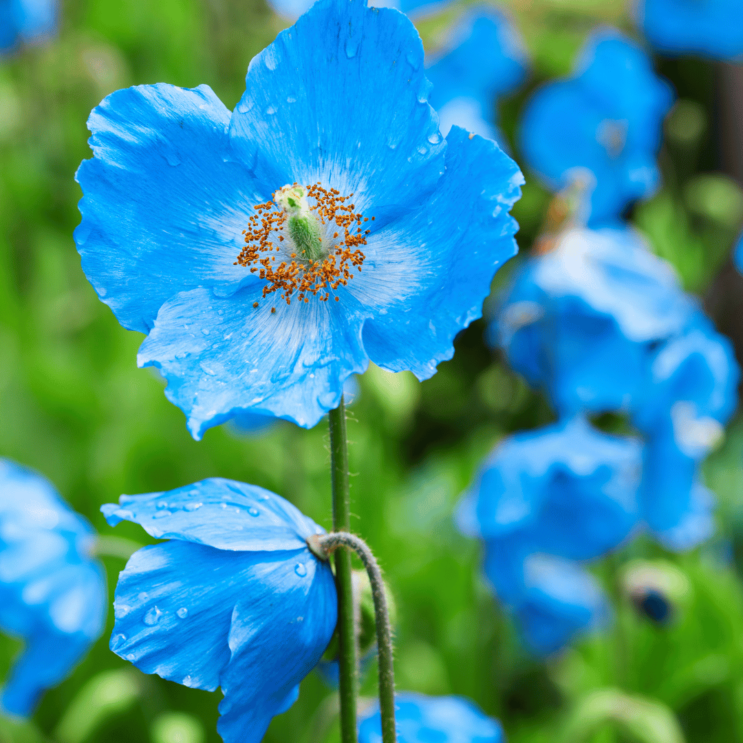 Blue Poppy Meaning Symbolism and Significance Explained