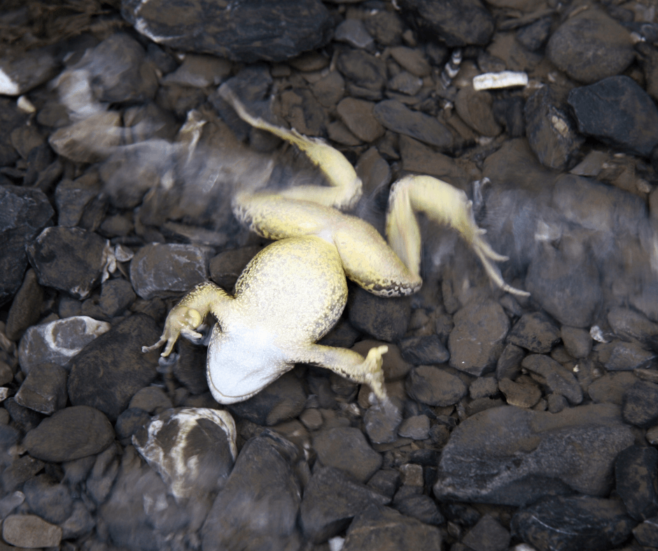 Dead Frog Meaning Symbolism and Interpretation