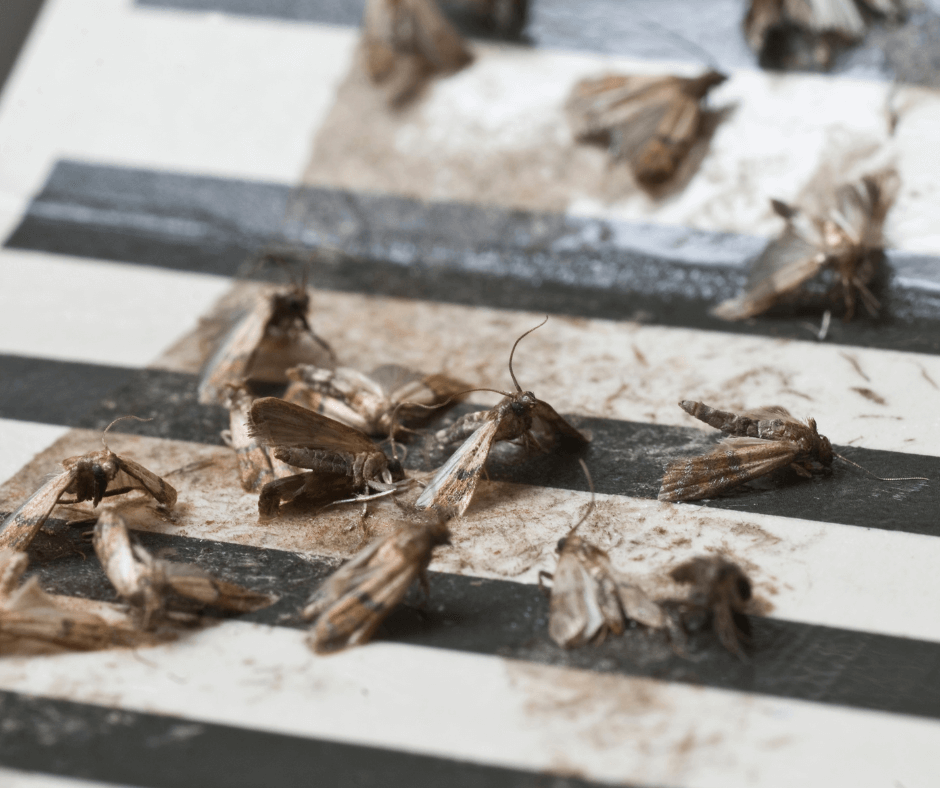 Exploring the Profound Insights of Dead Moth Symbolism Meanings