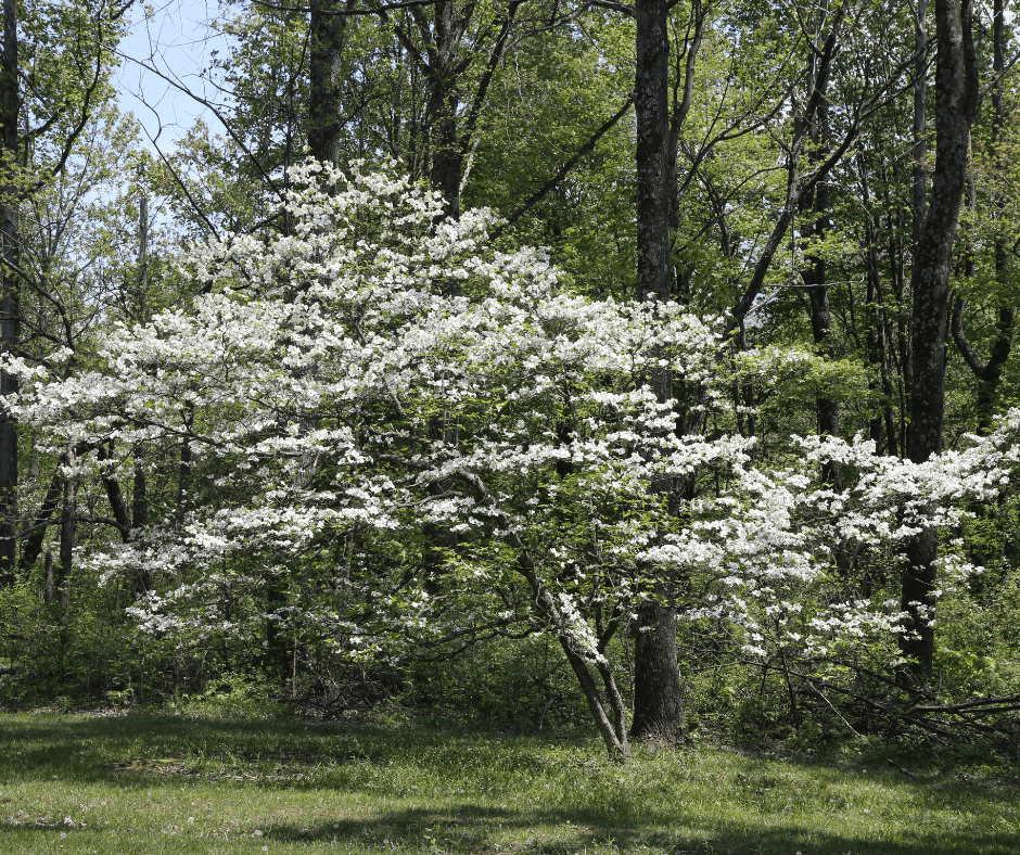 Exploring the Profound Dogwood Tree Meaning and Symbolism