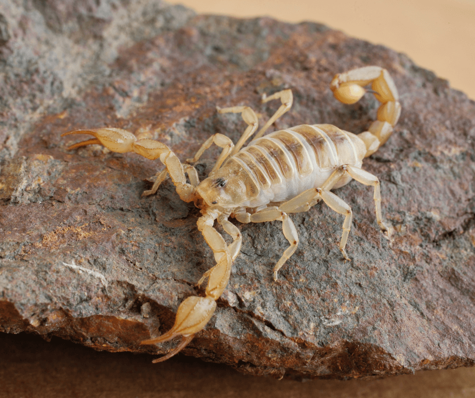 Scorpion Symbolism Unveiling the Mysteries of this Arachnid