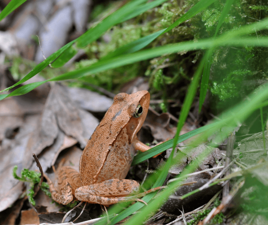 Toad Symbolism Understanding the Spirit Animal Meaning
