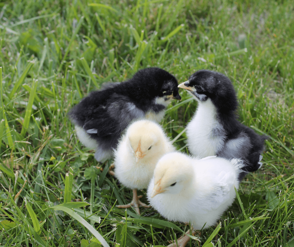 Baby Chick Symbolism Understanding Its Spiritual Impact