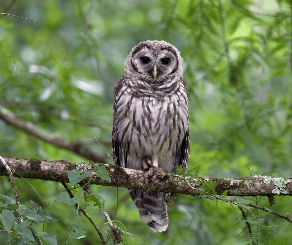 Barred Owl Symbolism Meaning and Significance