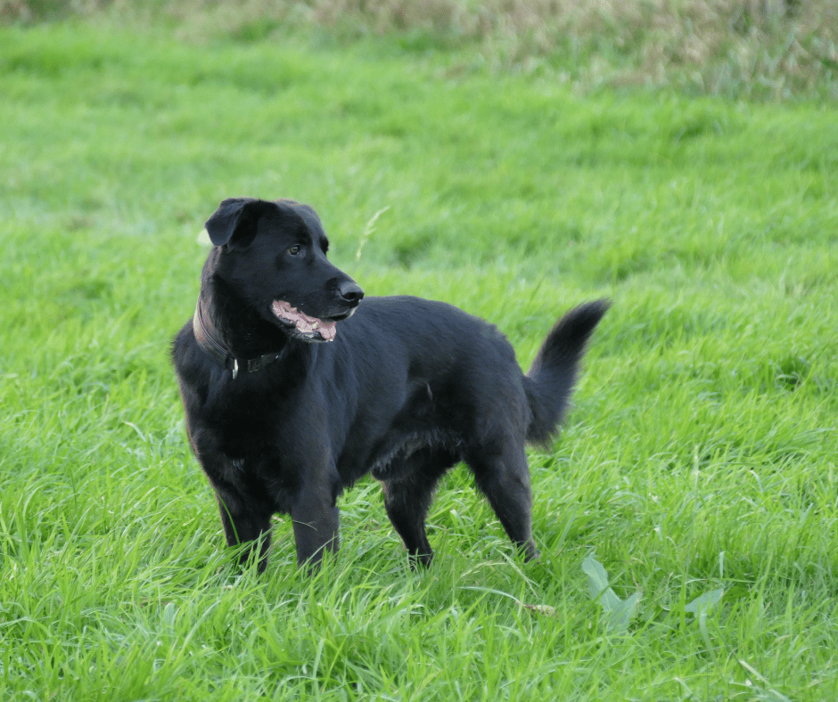 Black Dog Symbolism Meaning and Interpretations