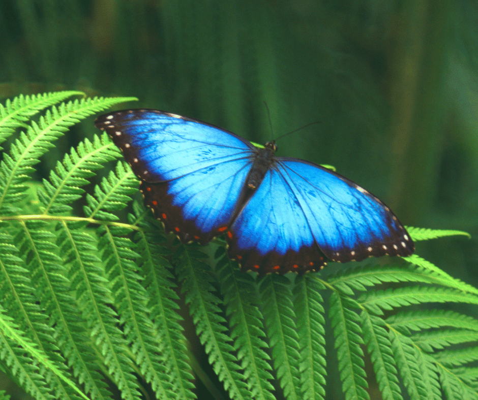 Blue Butterfly Spiritual Meaning and Symbolism Explained