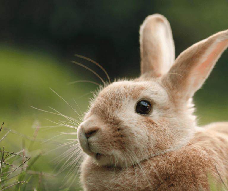 Brown Rabbit Symbolism Meaning Insights and Significance