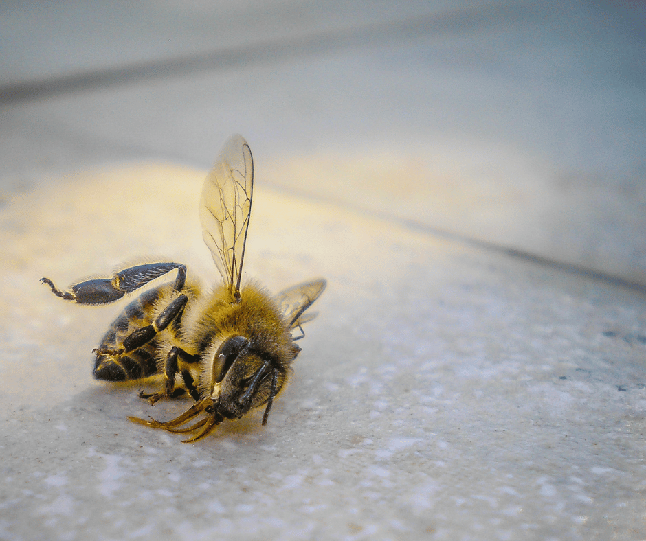 All 32+ Background Images what are dead bees a sign of Stunning