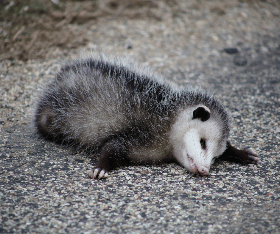 Dead Possum Symbolism Understanding Its Meaning and Significance