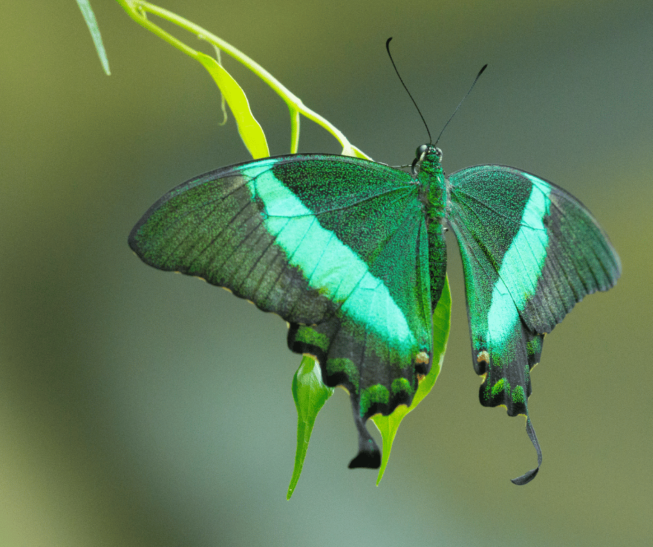 Green Butterfly Symbolism Understanding Its Spiritual Meaning