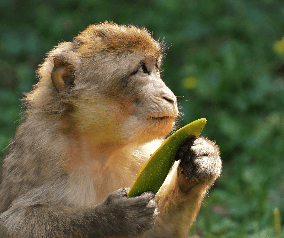 Monkey Symbolism Spirit Animal Meaning and Significance