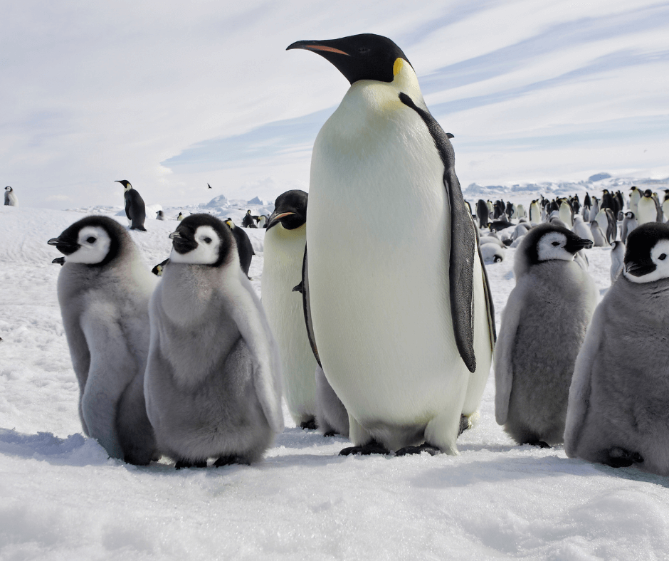 Penguin Symbolism Understanding the Spirit Animal Meaning