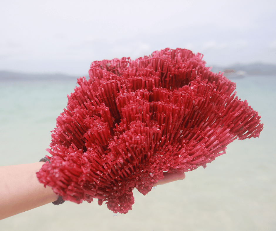 Red Coral Spiritual Meaning and Symbolism Explained