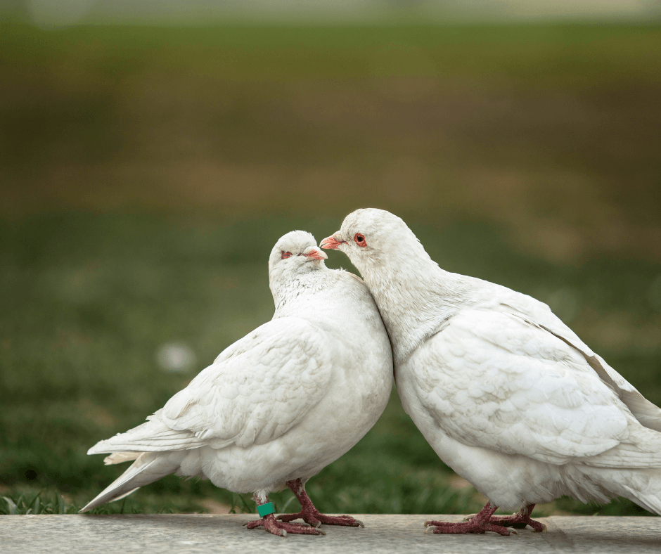White Pigeon Symbolism Meaning and Significance