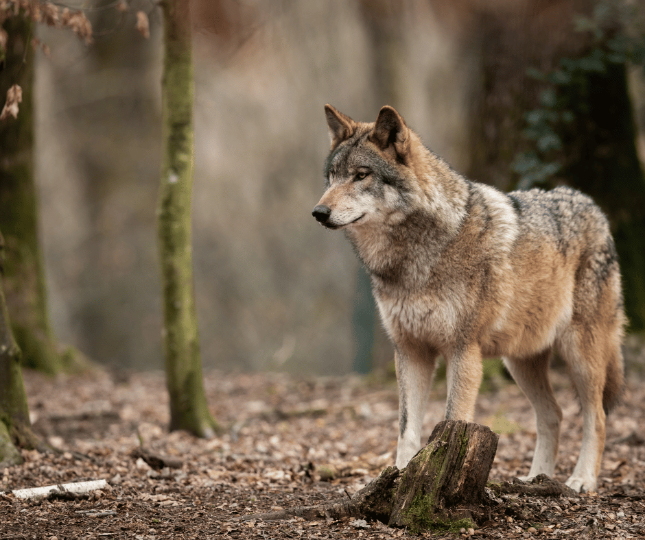 Wolf Symbolism The Spirit Animal's Meaning and Significance