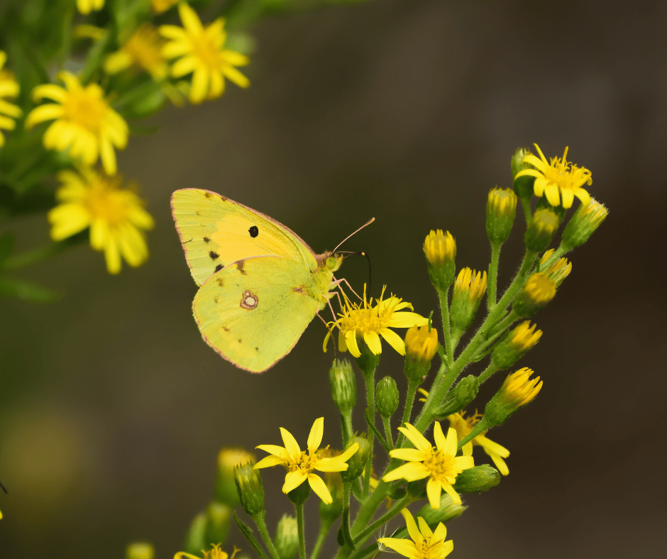 Yellow Butterfly Spiritual Meaning and Symbolism Explained
