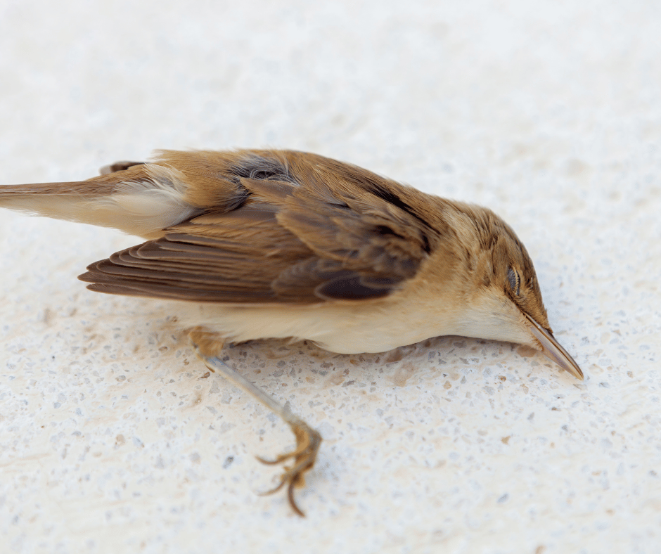 Dead Bird Meanings Understanding Symbolism and Superstitions