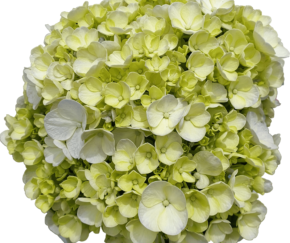 Green Hydrangea Flower Meaning Symbolism and Significance