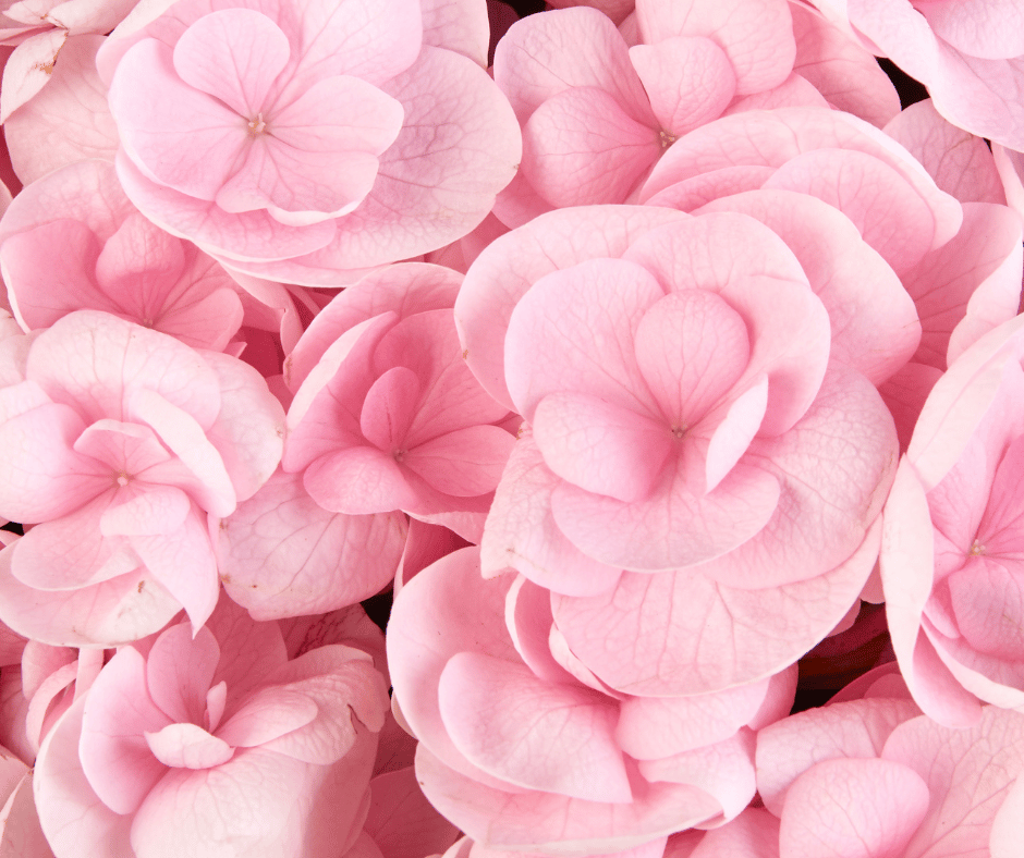 Pink Hydrangea Flower Meaning Symbolism & Significance Explained