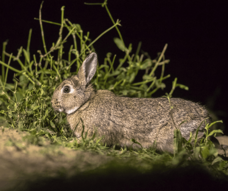 Seeing a Rabbit at Night Meaning and Symbolism