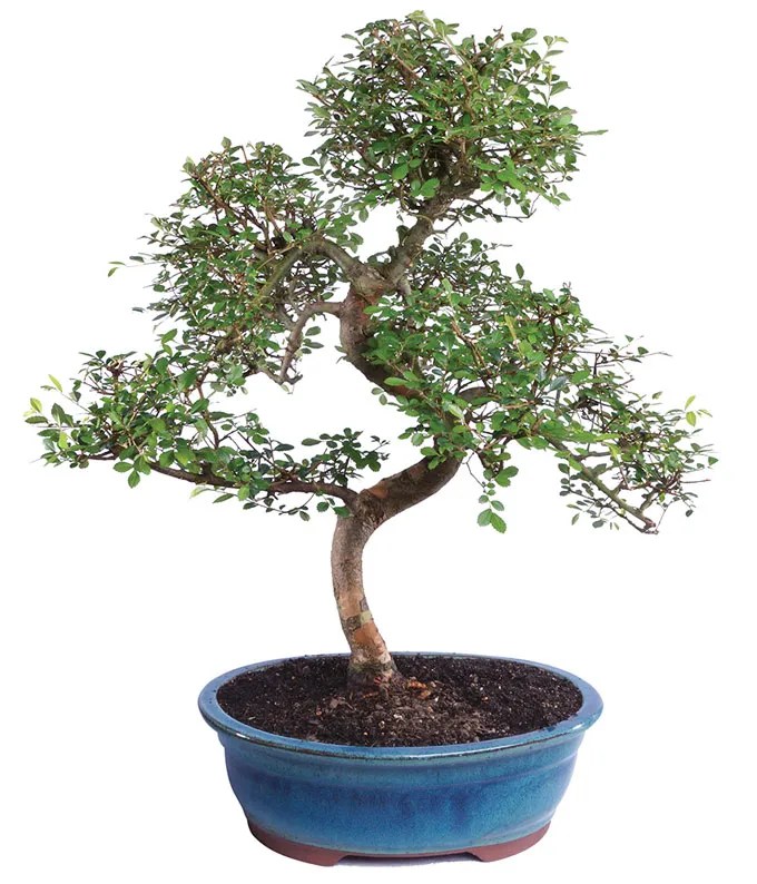 What Does the Bonsai Tree Symbolize? Symbol Sage