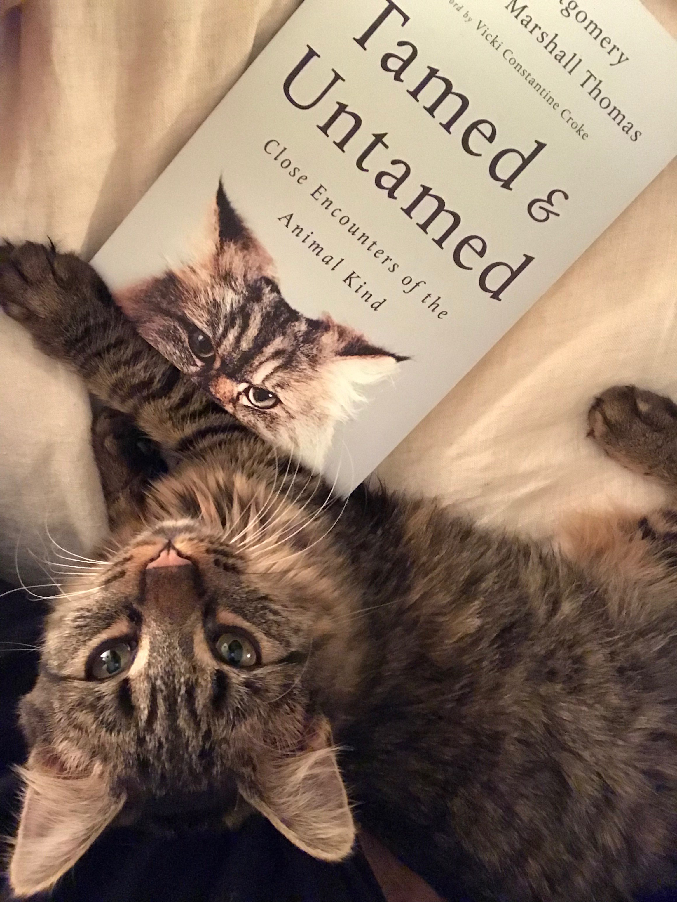 Tamed Cat Sy Montgomery