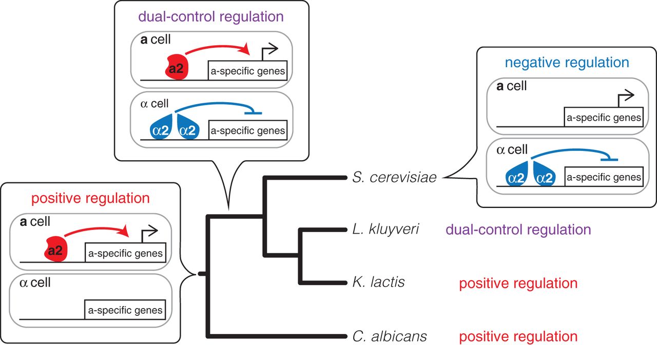 How Transcription Networks Evolve and Produce Biological Novelty