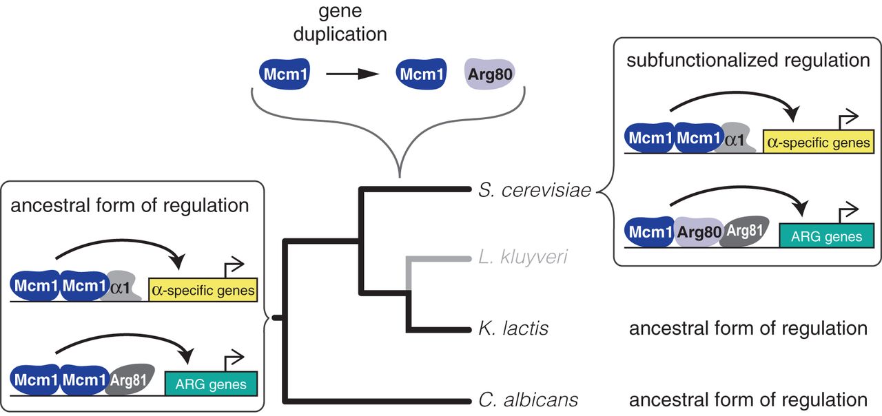 How Transcription Networks Evolve and Produce Biological Novelty
