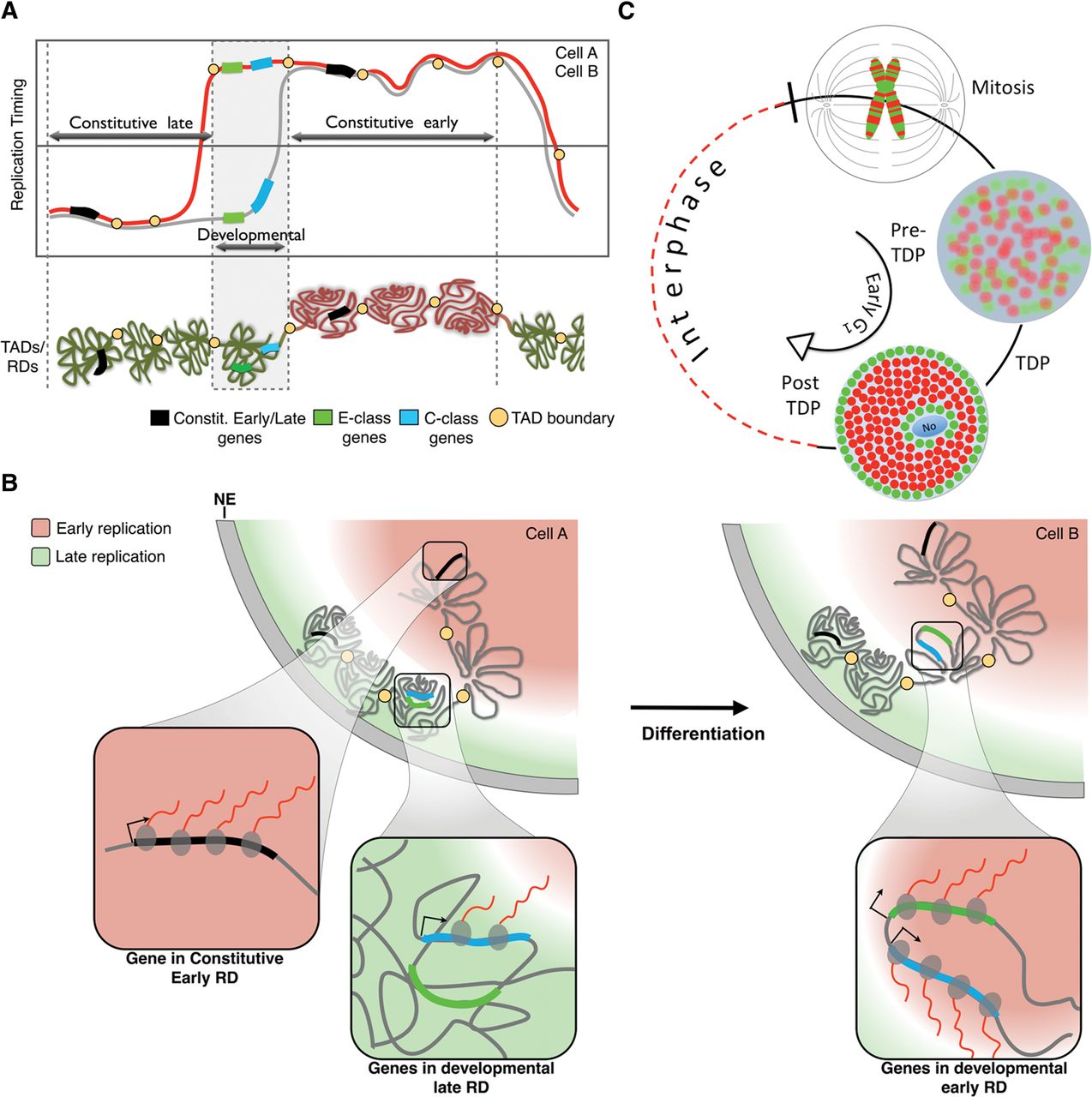 LargeScale Chromatin StructureFunction Relationships during the Cell