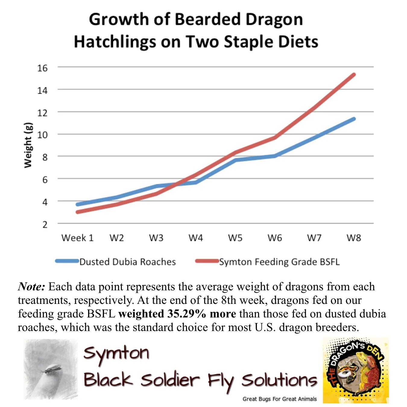 Bearded Dragons Grow Faster When Fed BSFL Symton® Black Soldier Fly