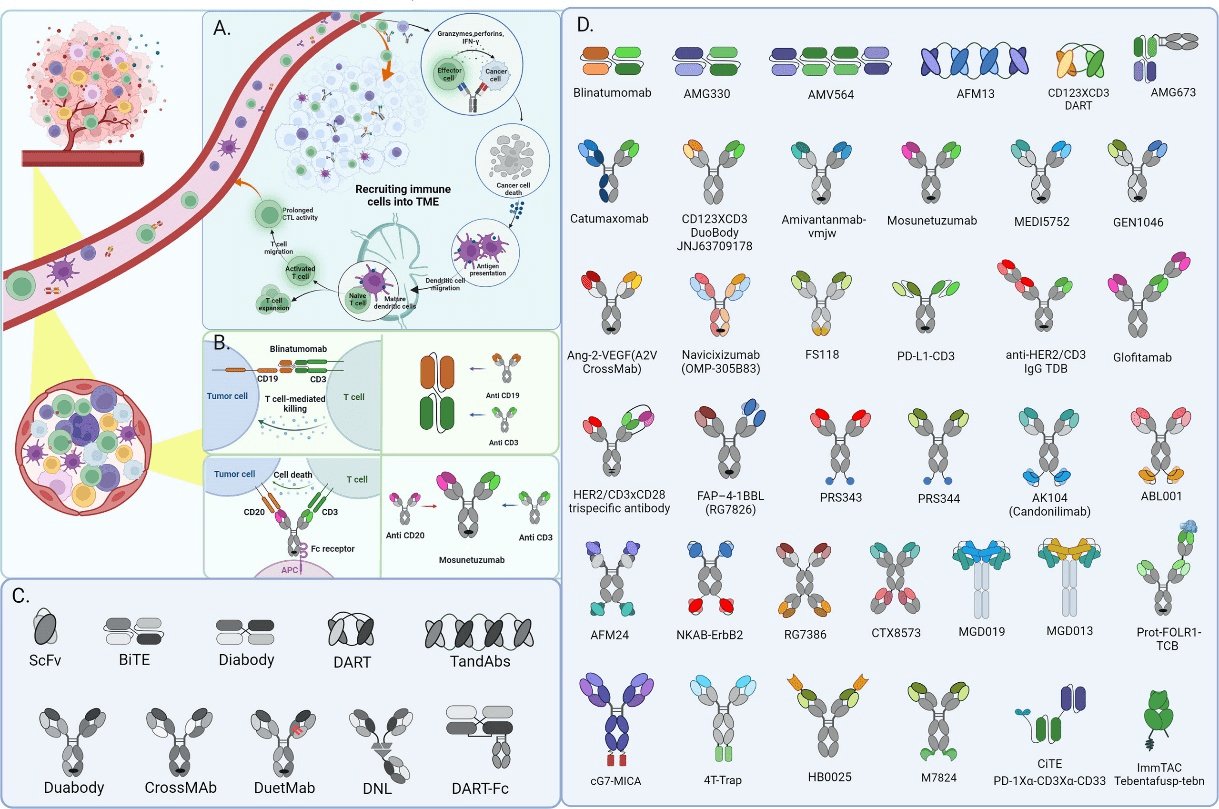 The Dual Boom of Bispecific Antibodies Market and Drug Discovery Pipeline