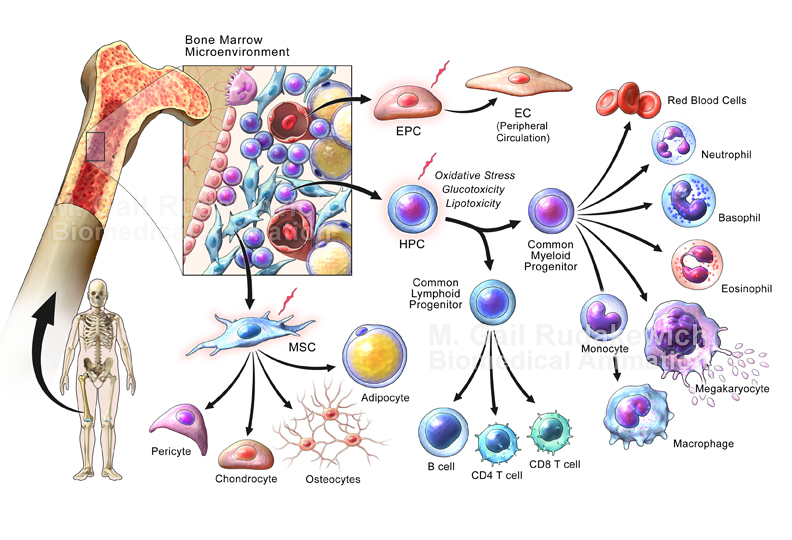 Synapse Medical Animation