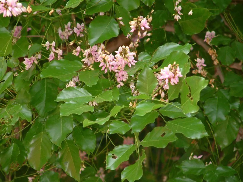 KANUGA/ INDIAN BEECH Sync with Nature