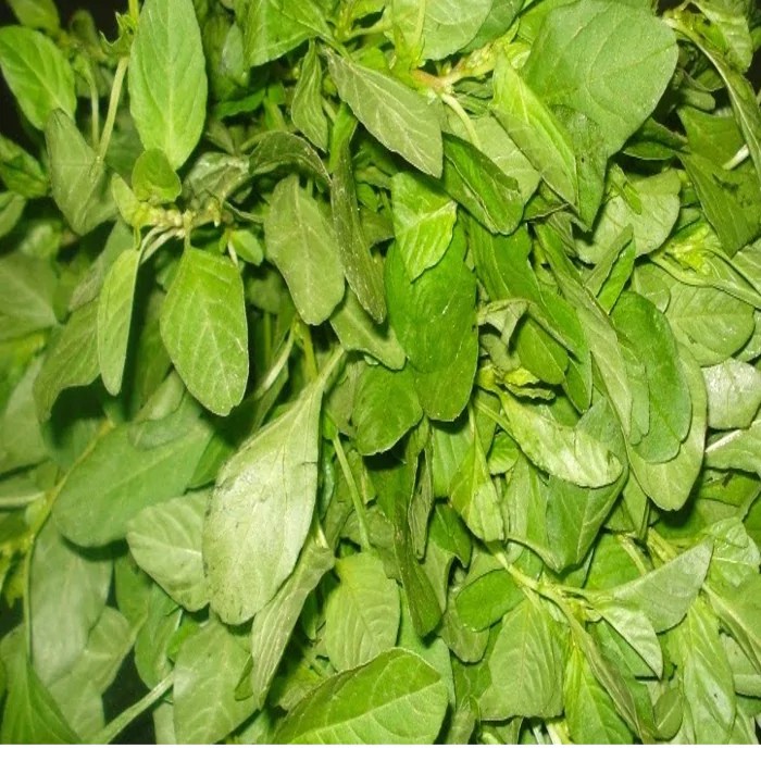 SIRU KEERAI/ TROPICAL AMARANTHUS Sync with Nature