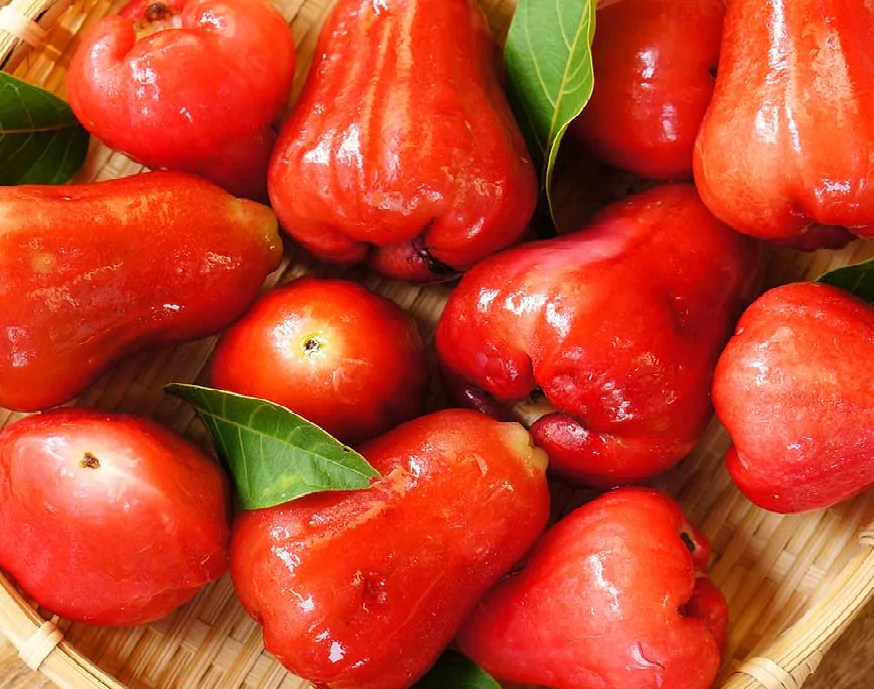 WATER APPLE/WATERY ROSE APPLE/ ROSE APPLE Sync with Nature