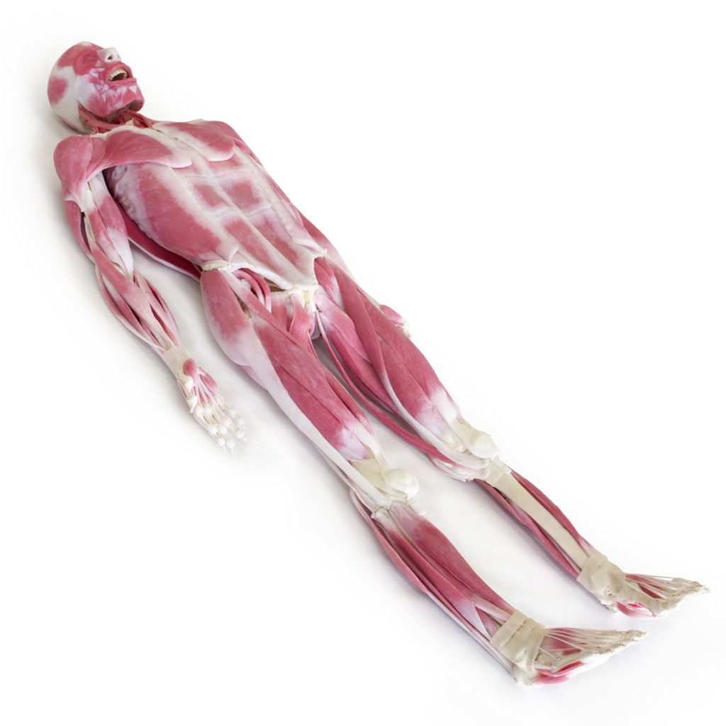 SynDaver® Musculoskeletal Model SynDaver