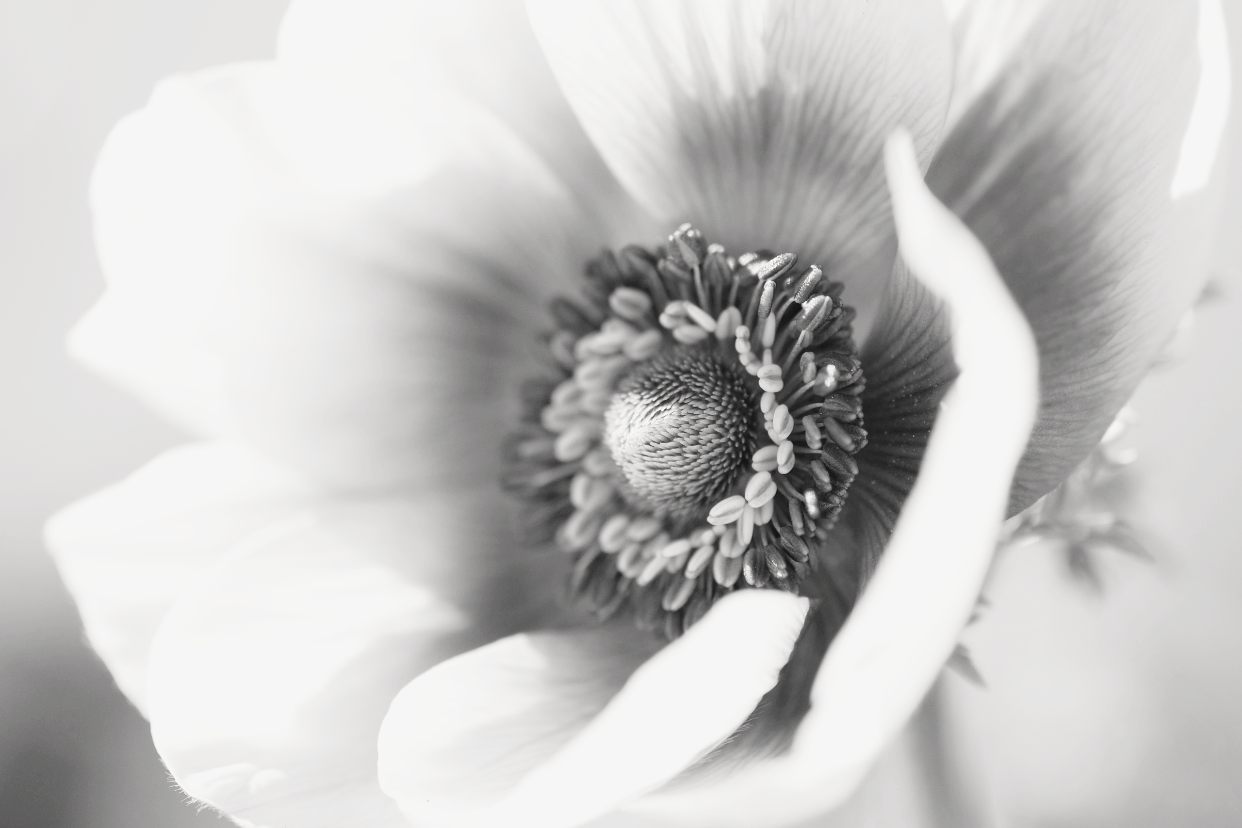 Acupuncture Calgary NW Herbal Medicine Clinic Synthera