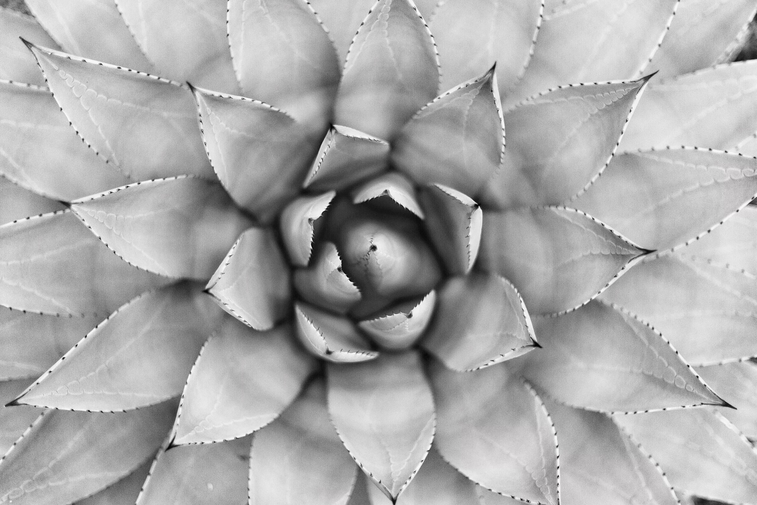 Acupuncture Calgary NW Herbal Medicine Clinic Synthera