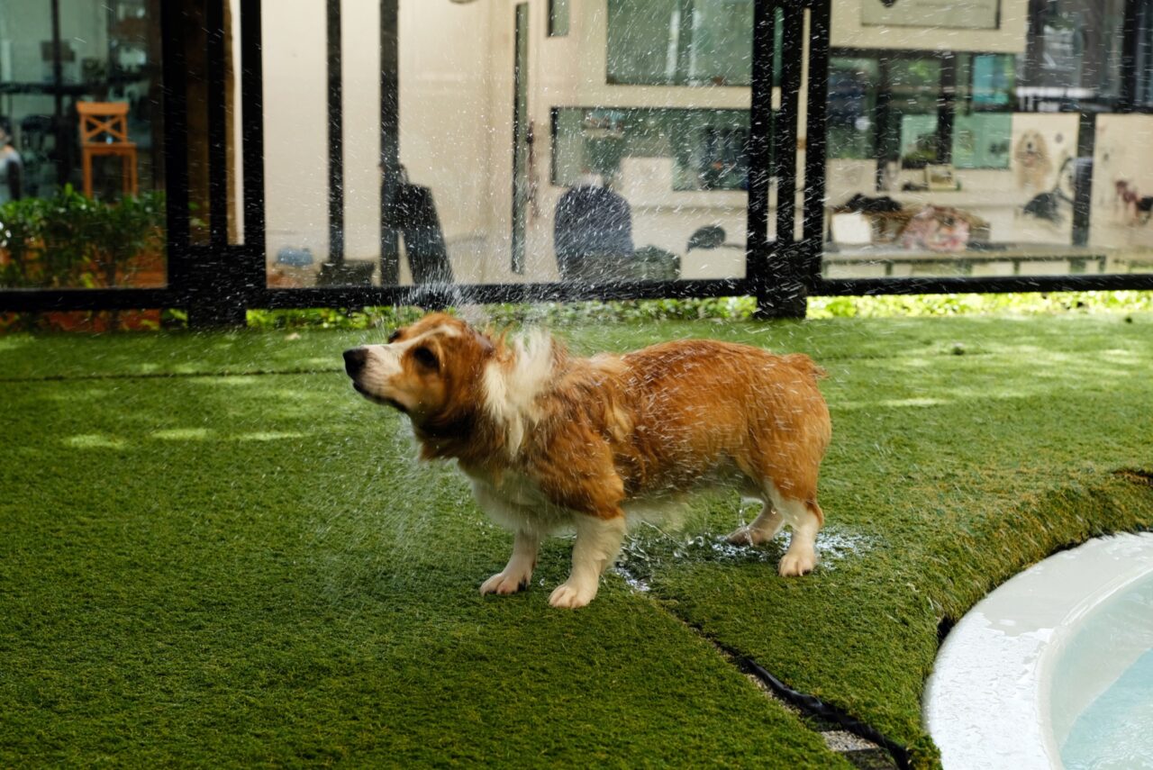 How To Care For Artificial Grass When You Have A Dog Synthetic Turf