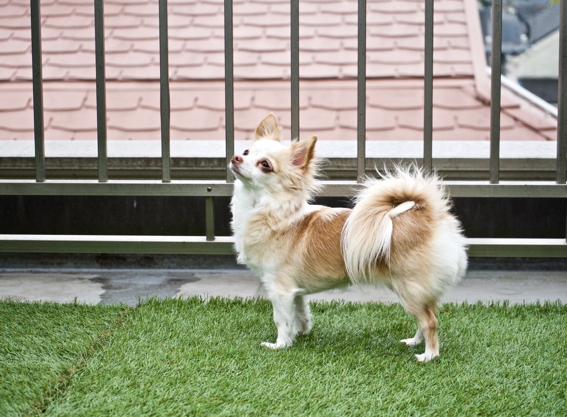 How To Clean Artificial Grass Dog Poop