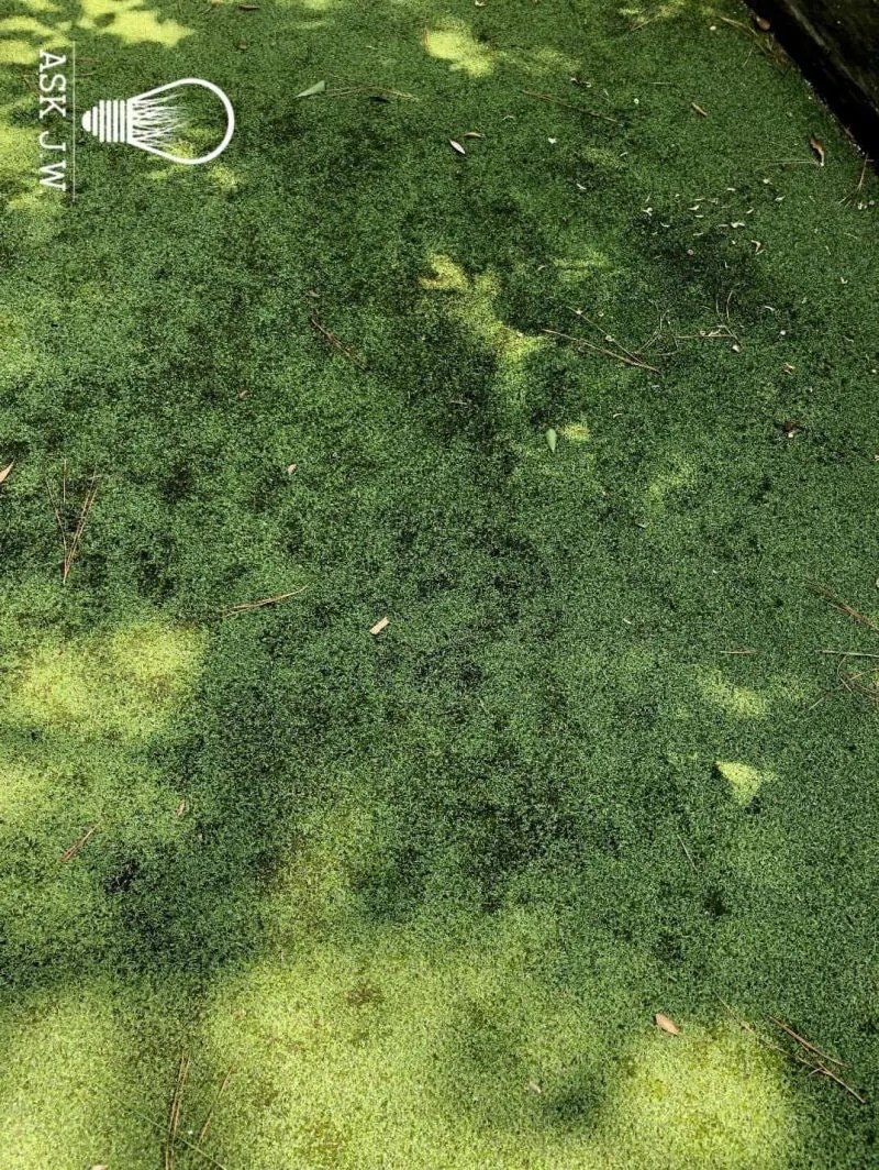 Moss and Putting Greens Ask JW Synthetic Grass Warehouse