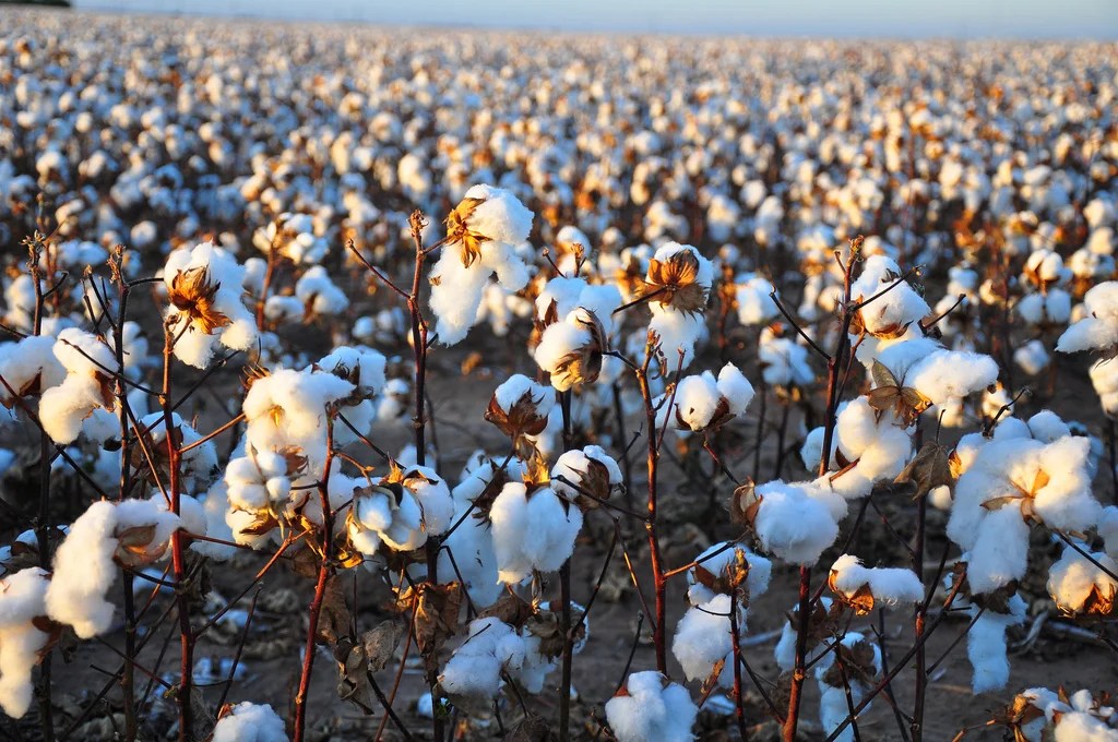 Cotton Season in Raqqa
