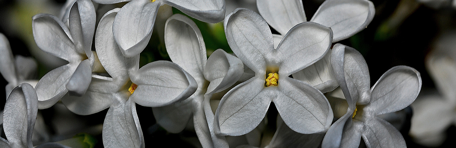 About Us Syringa Properties