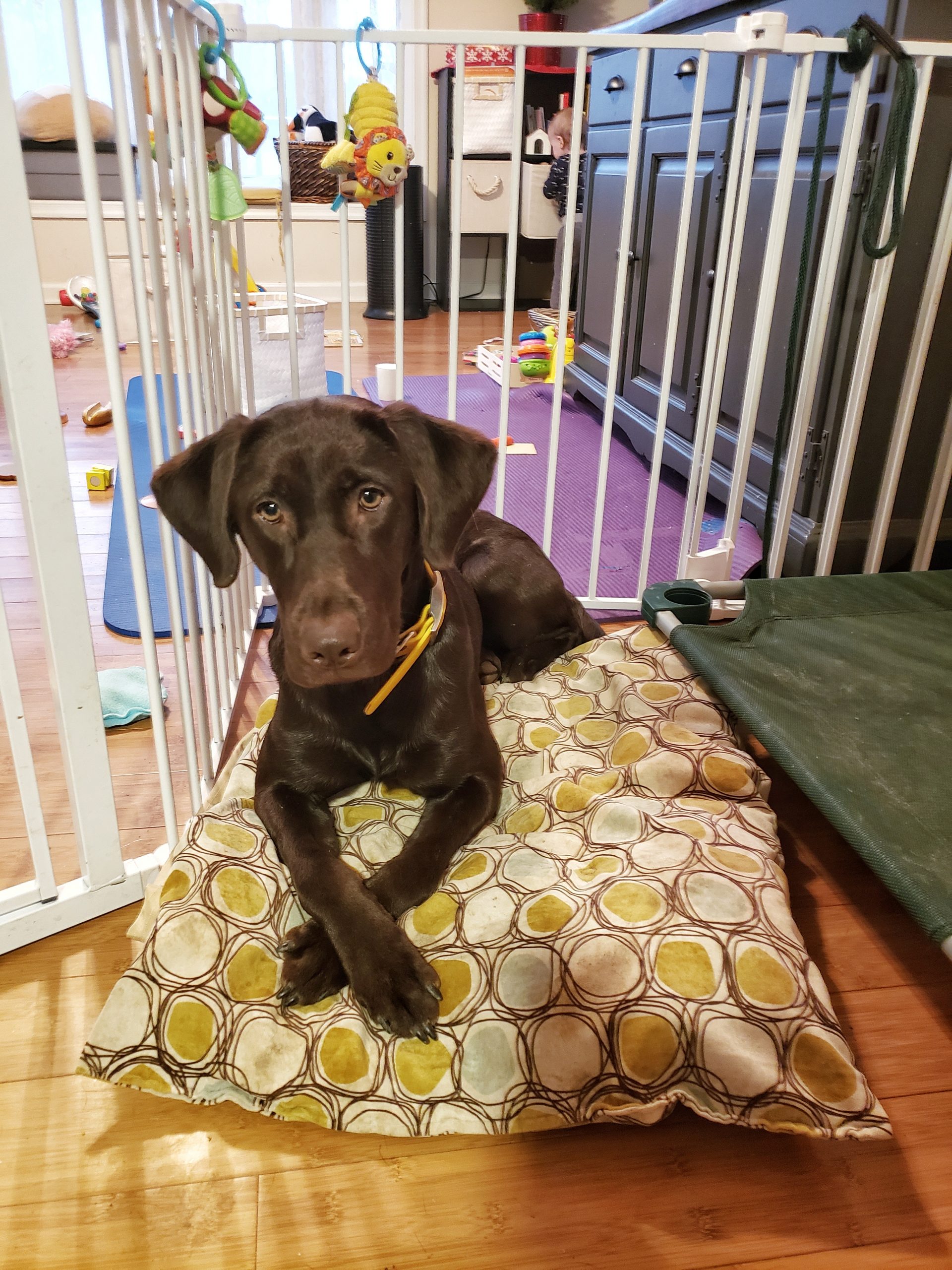 Babies and Dogs 3 Things to Teach Your Dog Before Baby Syrius Dog