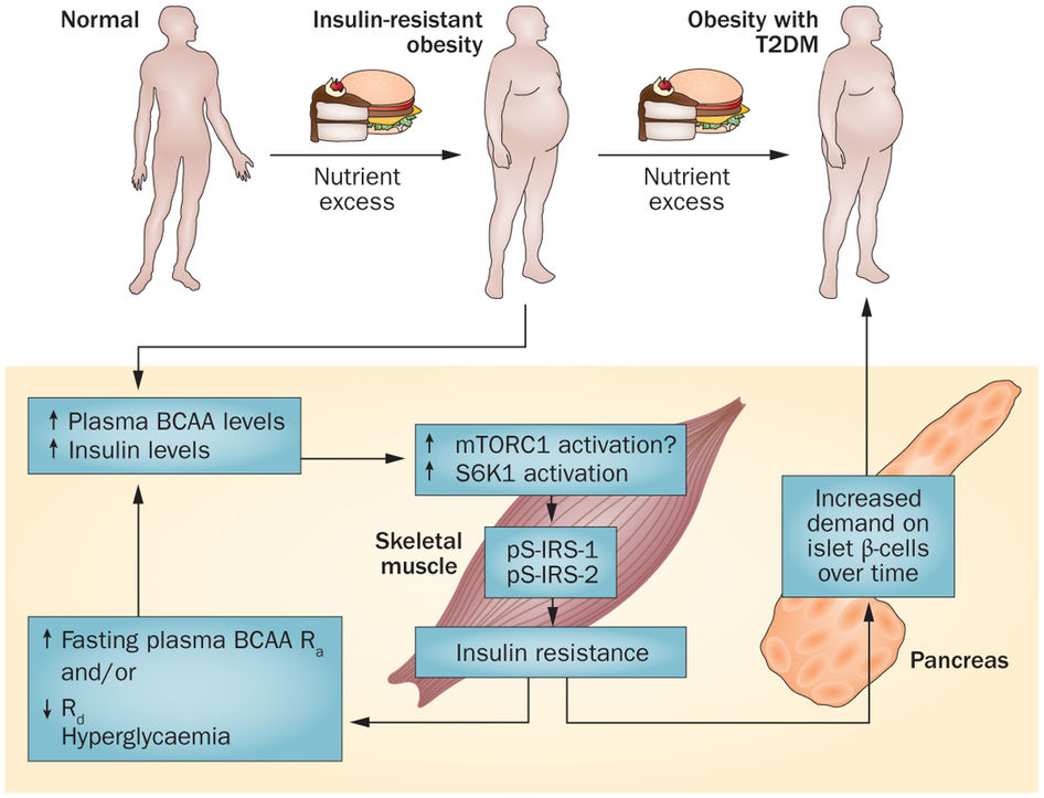 Branchedchain amino acids in metabolic signalling and insulin resistance Healthy Natural Therapy