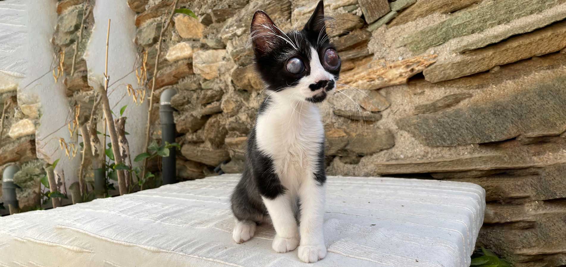Zeus Syros Cats