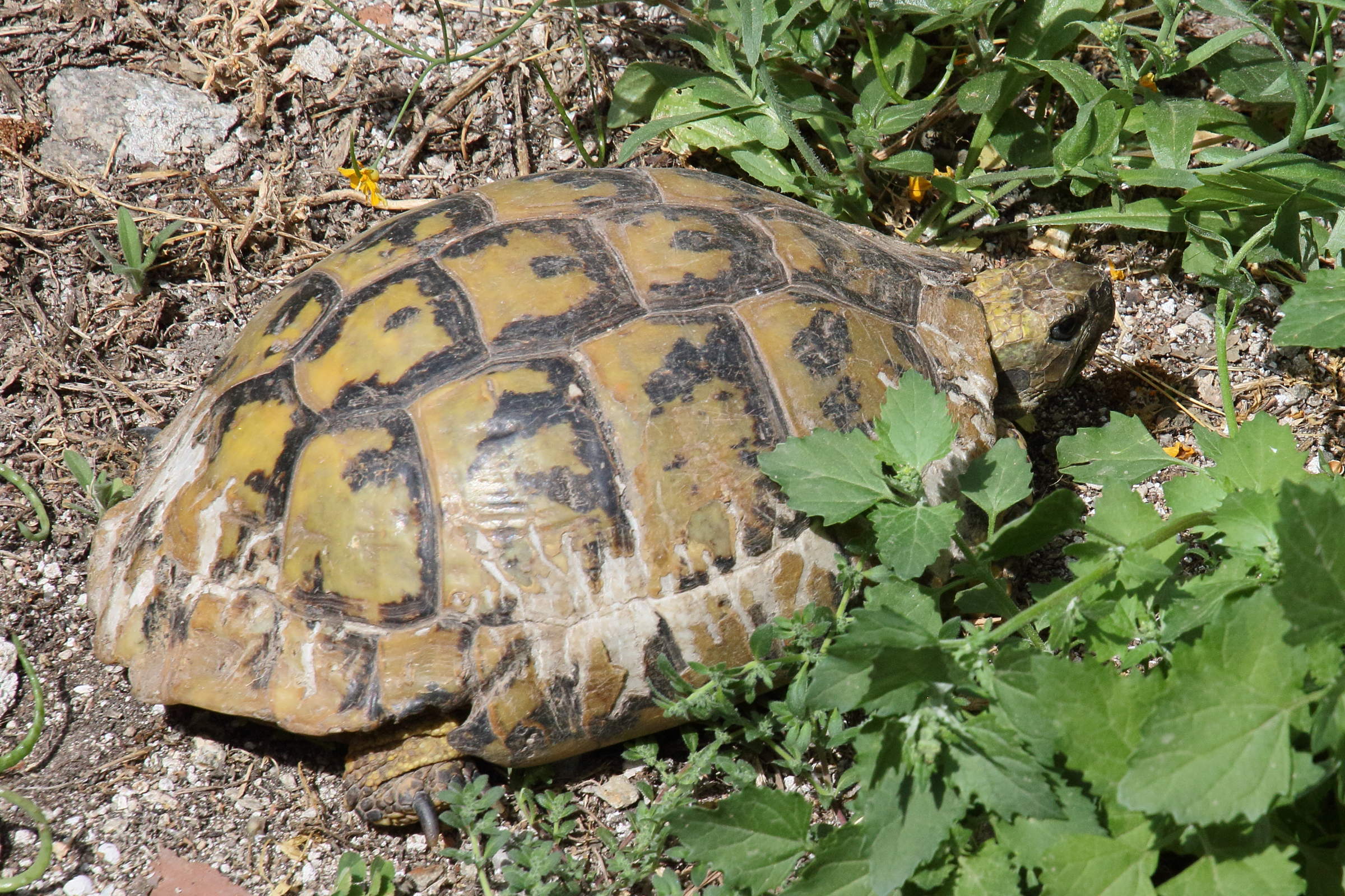 Sysbio, Base de données de systématique Testudo