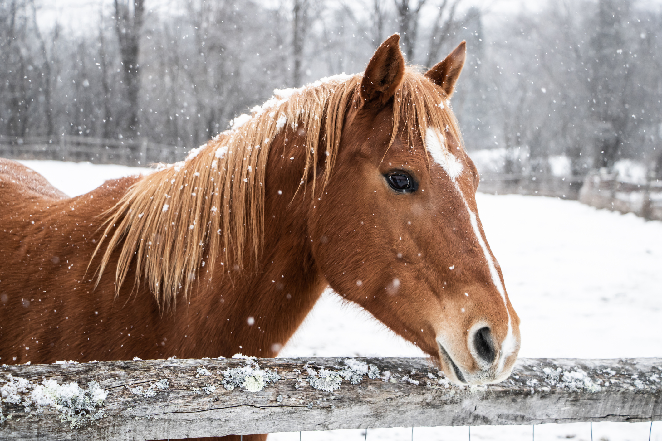 Keep Your Horse Warm, Healthy & Happy During Winter 4 Tips